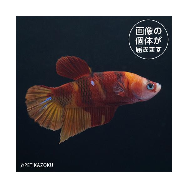 ベタ PKHM MIX