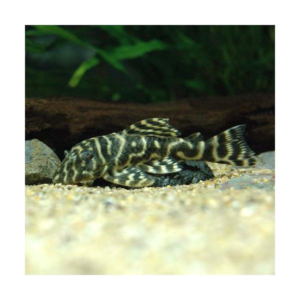 メガクラウンゼブラ