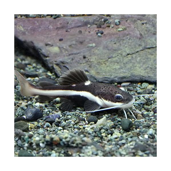 レッドテールキャット×タイガーショベルノーズ
