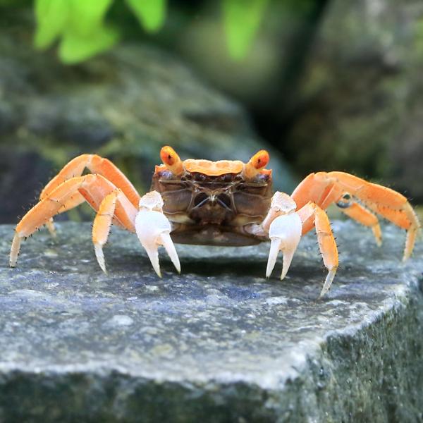 レッドデビルクラブ