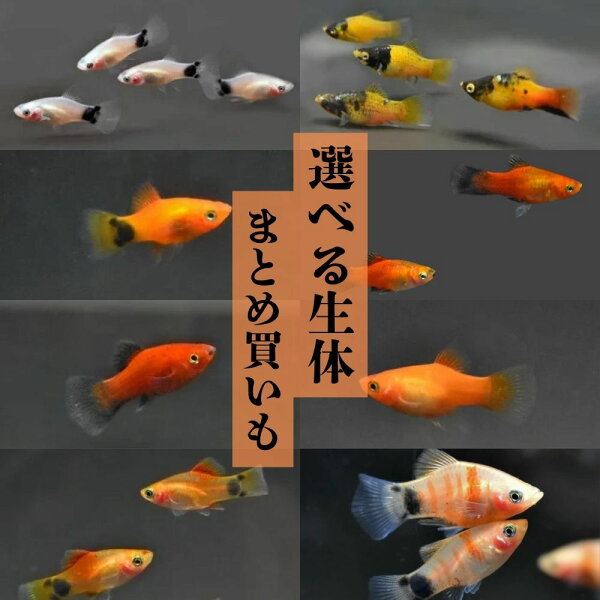 レッドプラティ