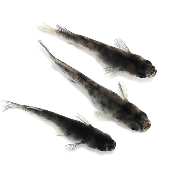 和墨三色メダカ