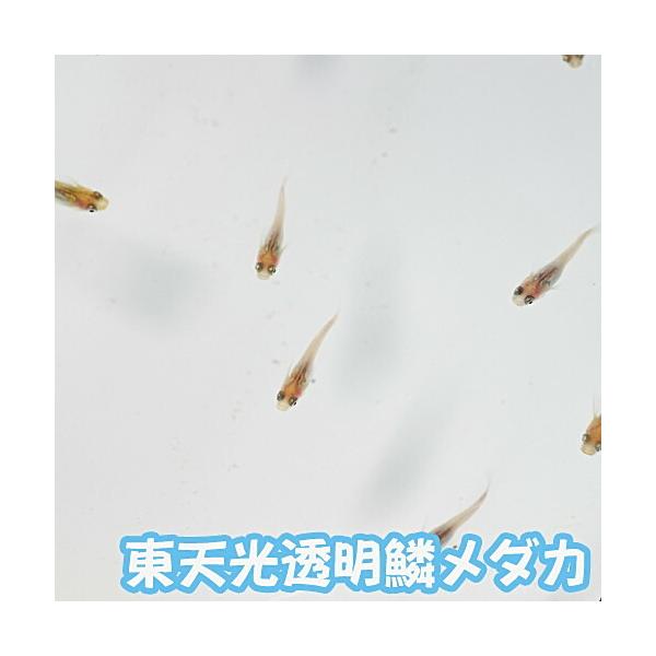 東天光メダカ