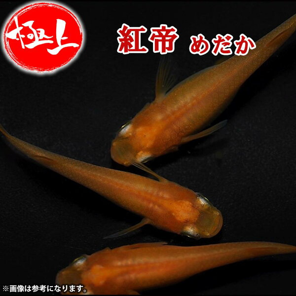 紅帝メダカ