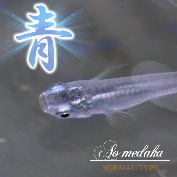 青メダカ