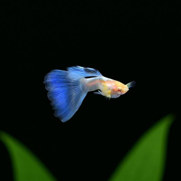 RREAアクアマリンネオンテール(トパーズ)