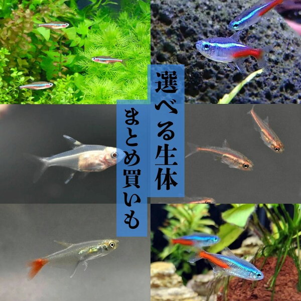 グラスブラッドフィン