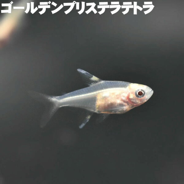 ゴールデンプリステラ