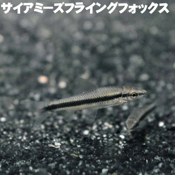 サイアミーズフライングフォックス