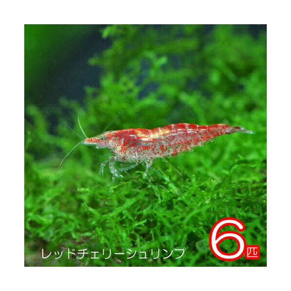 スーパーレッドチェリーシュリンプ