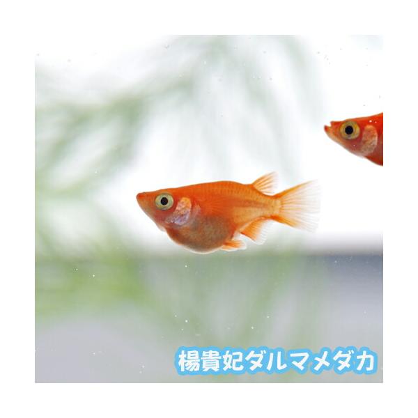 楊貴妃ダルマ（初恋）