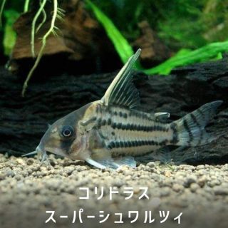 コリドラス・．シュワルツィ