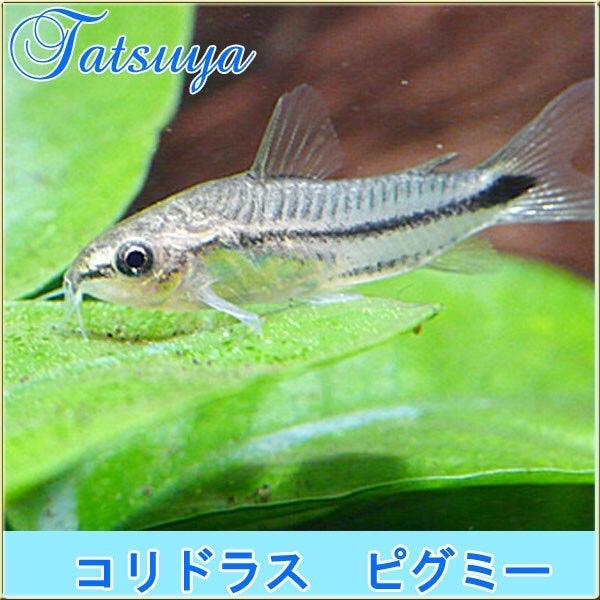 コリドラス・．ピグミー