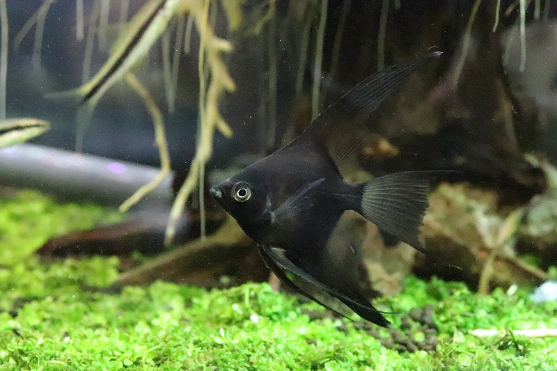 スーパーブラックエンゼルベールテール