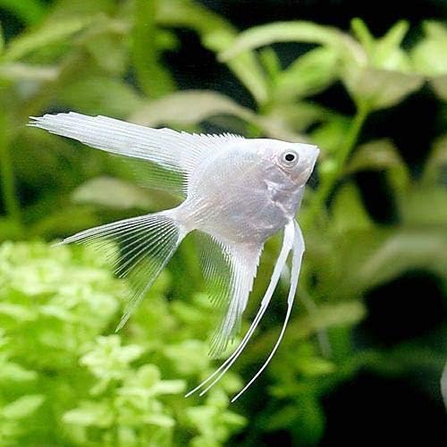 プラチナホワイトエンゼル