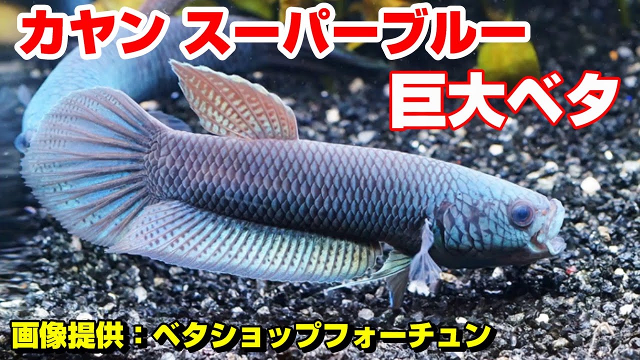 ベタ デニスヤンギ