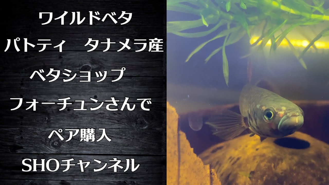 ベタ パトティ