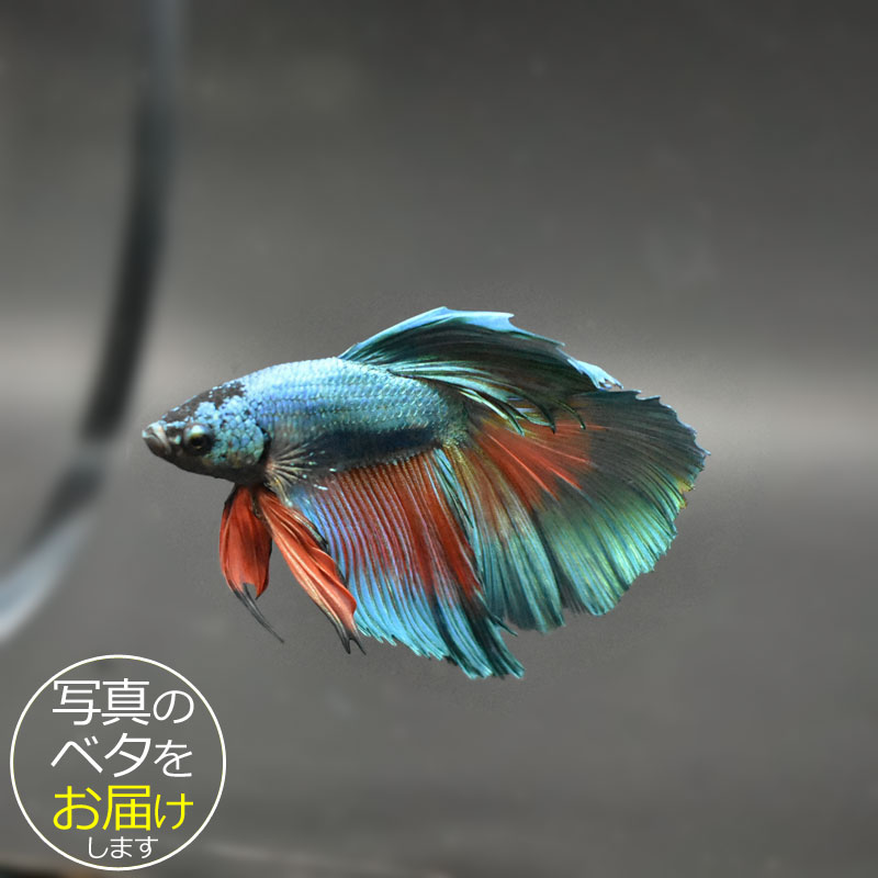 ベタ SD