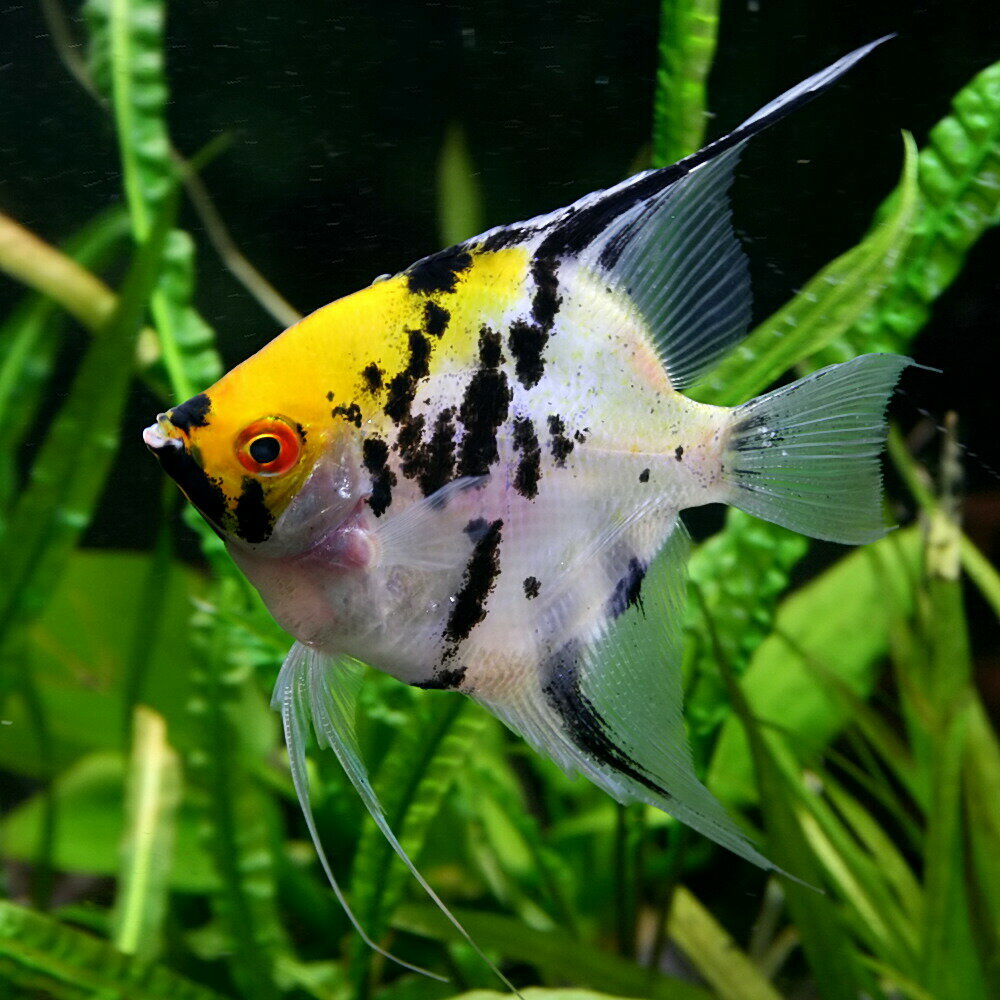 ミックスエンゼル