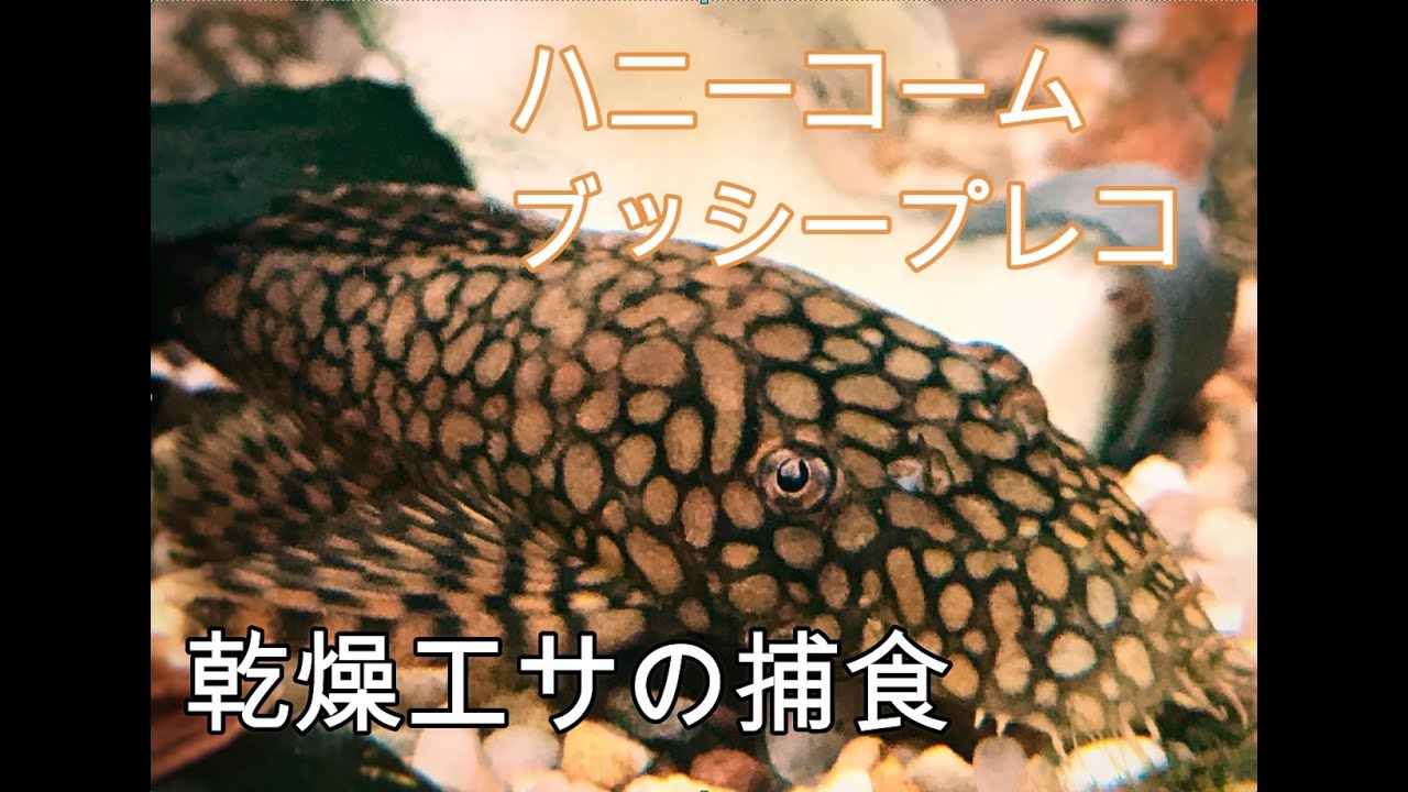 レッドハニーコームブッシー