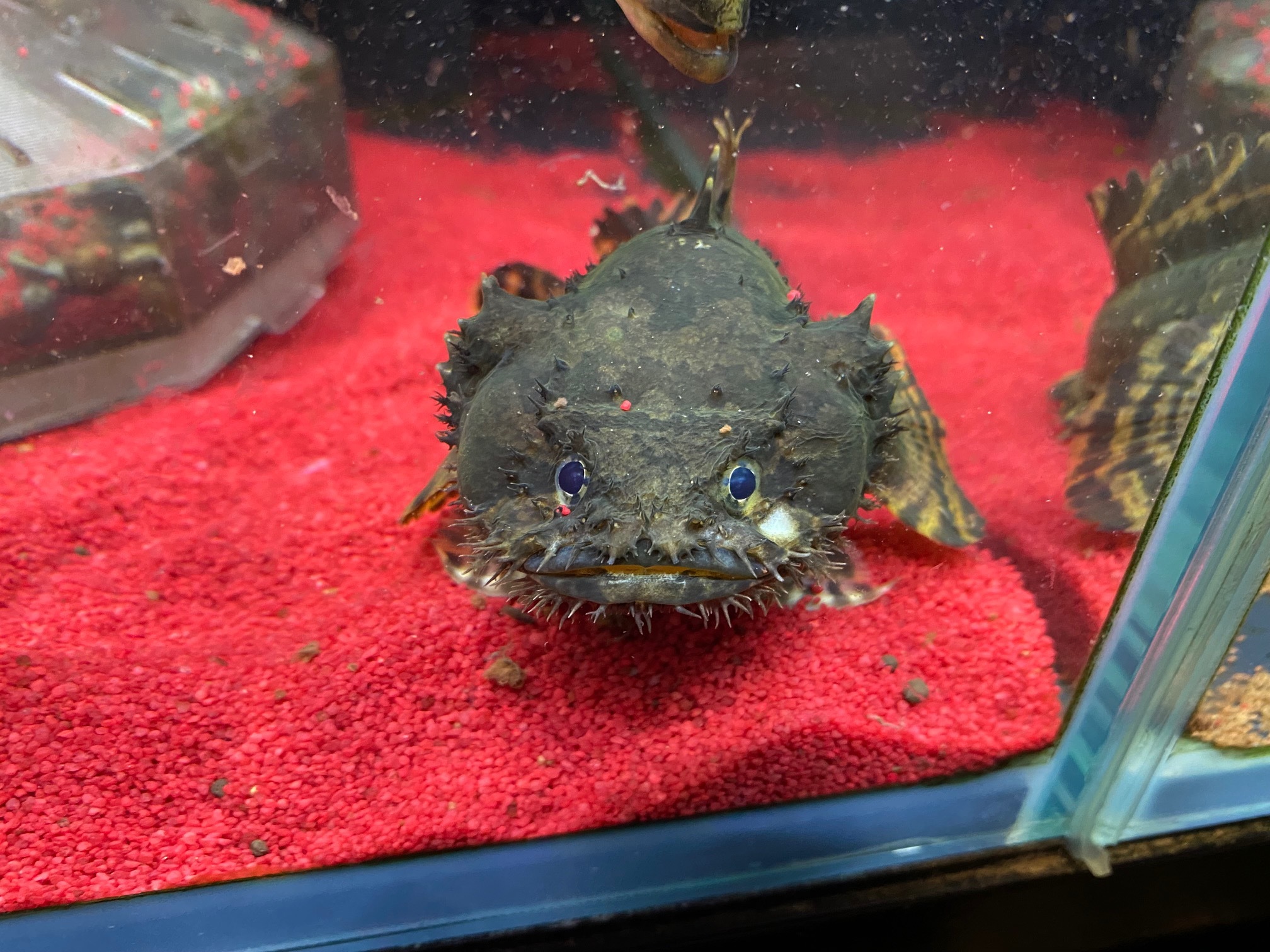 淡水ライオンフィッシュ