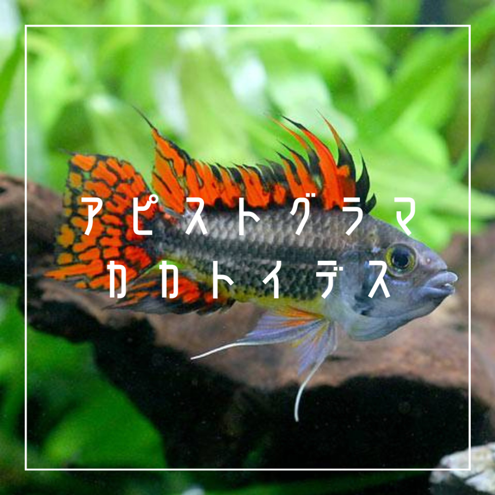 Ａｐ．カカトイデス