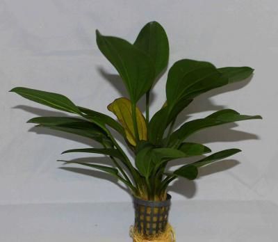 ```text
エキノ ローズ
```