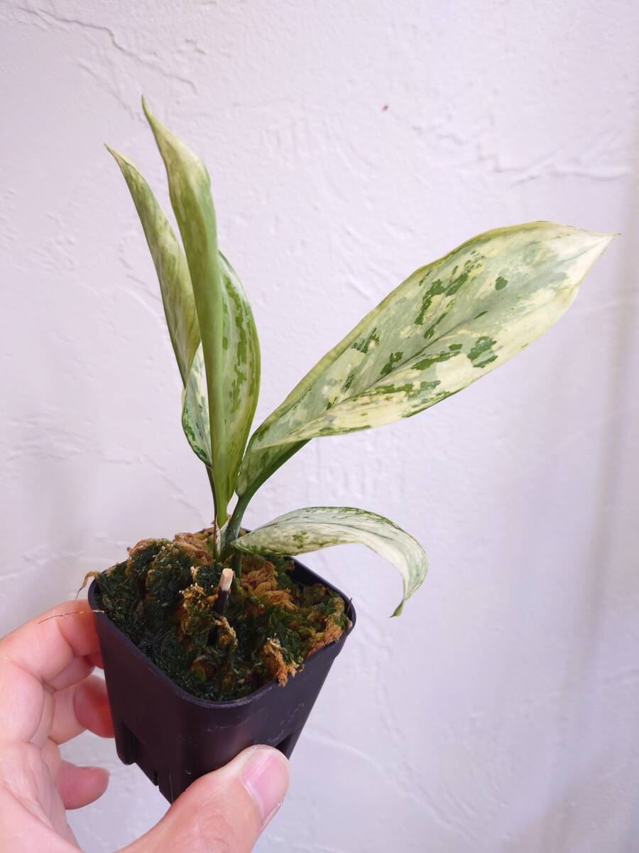 アグラオネマ シルバークィーン