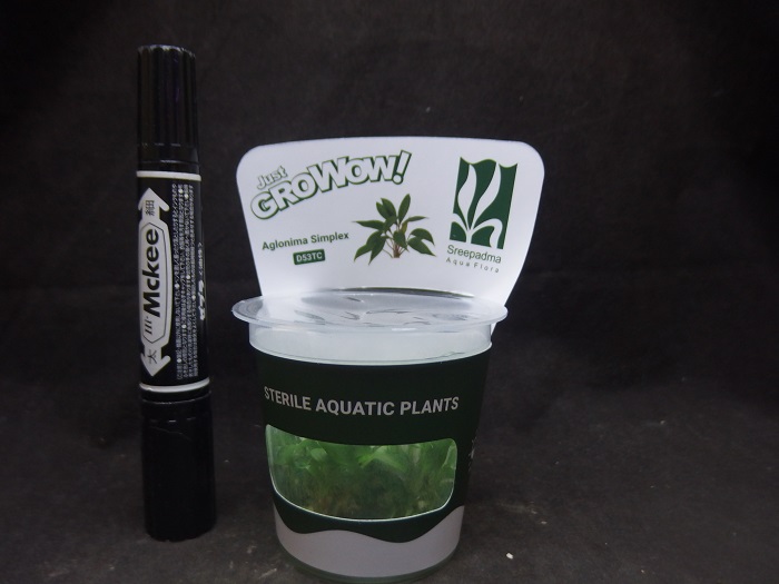 アグラオネマ シンプレックス