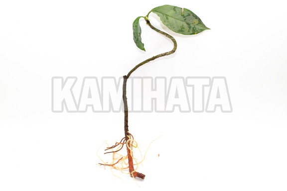 アグラオネマ ネブローサム