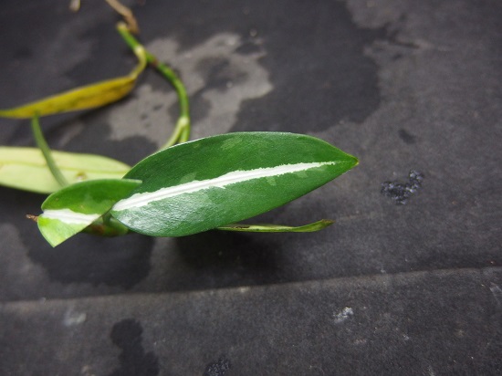 アグラオネマ ビッタータム マーブル