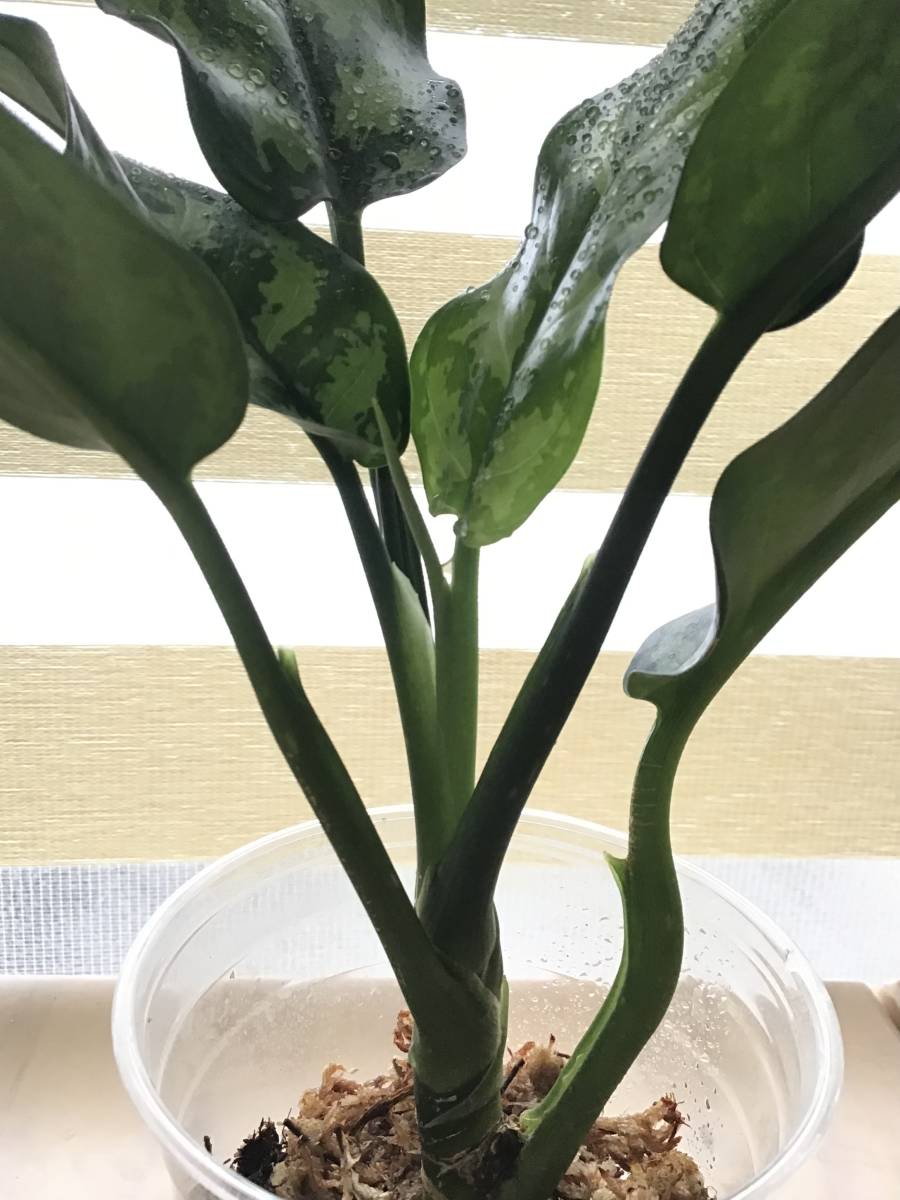 アグラオネマ マリア