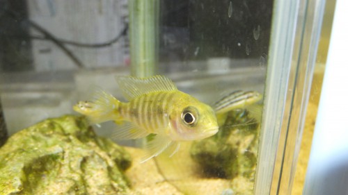 アジアンタム 'ピーコック'