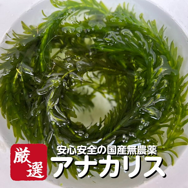 アナカリス