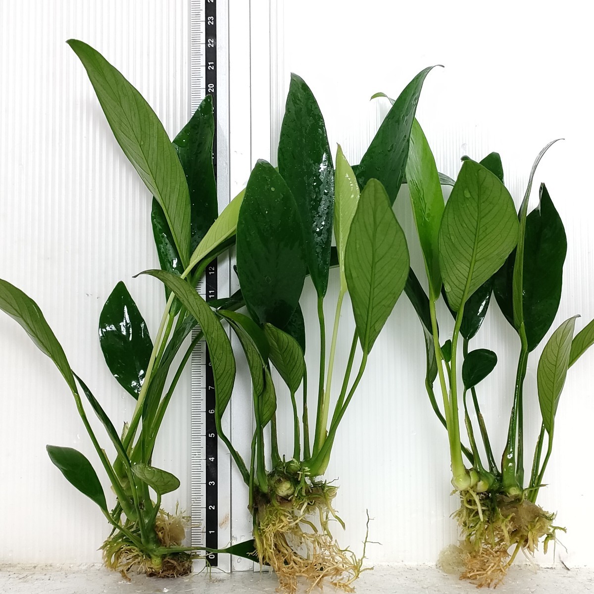 アヌビアス アフゼリー