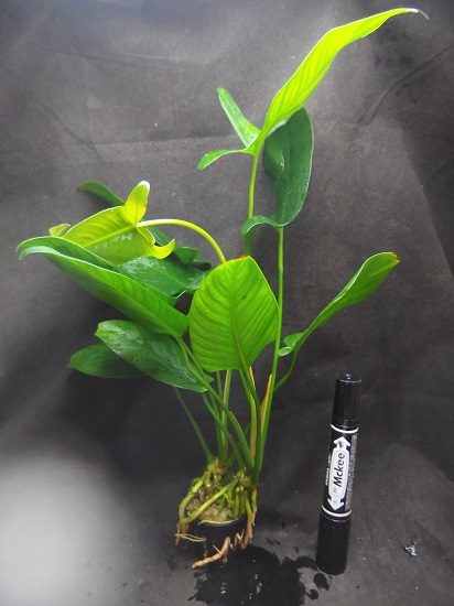 アヌビアス ギガンティア