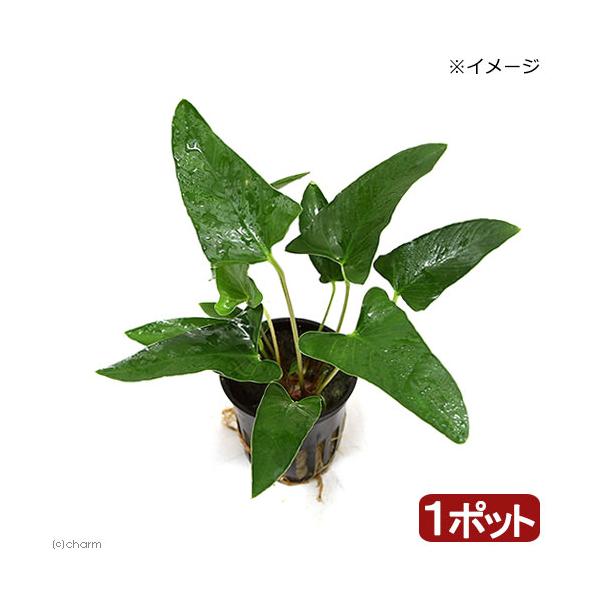 アヌビアス グラキリス