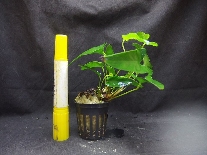 アヌビアス グラキリス