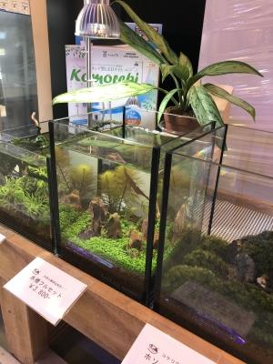 アヌビアス コンゲンシス AL