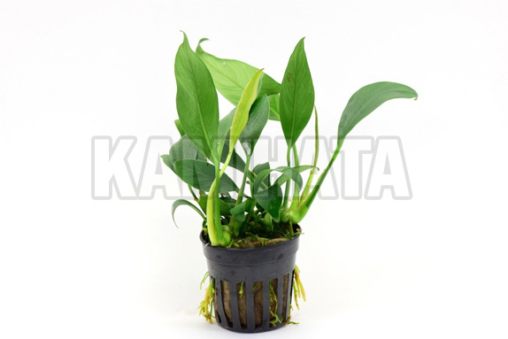 アヌビアス コンゲンシス