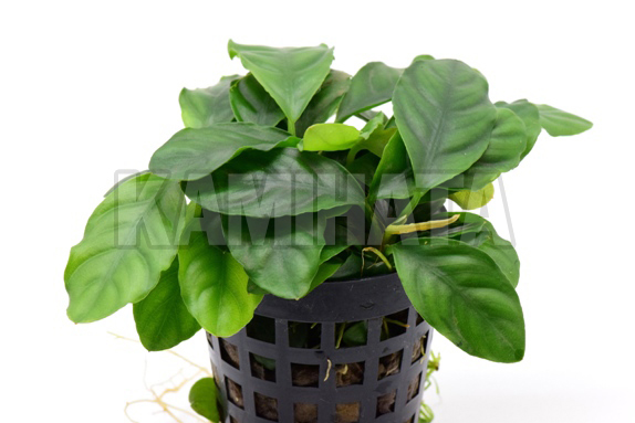 アヌビアス コーヒーフォリア