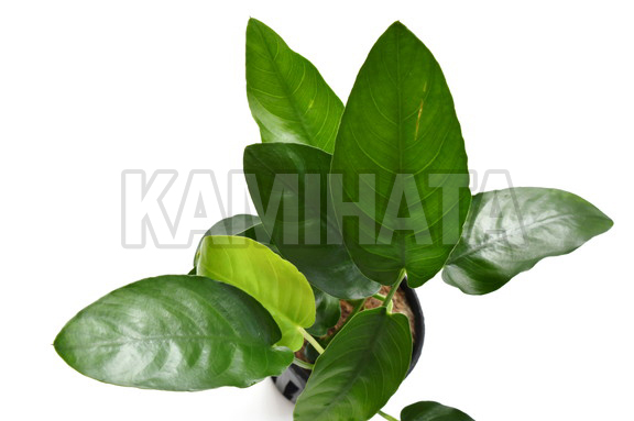 アヌビアス ナナ オバリス