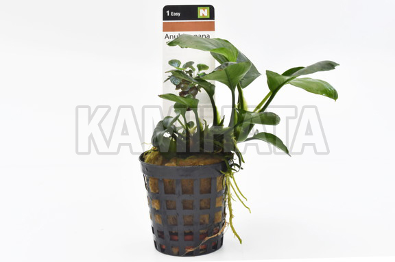 アヌビアス ナナ コインリーフ