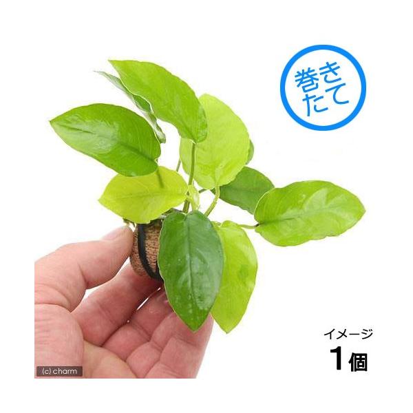アヌビアス ナナ ゴールデン