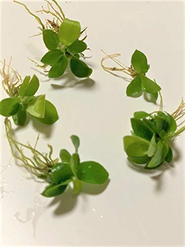 アヌビアス ナナ ゴールデン