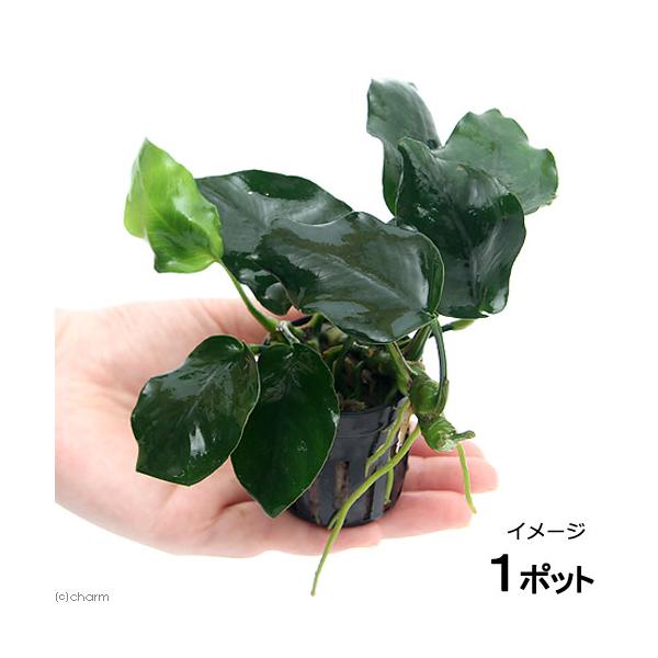 アヌビアス ナナ シックリーフ