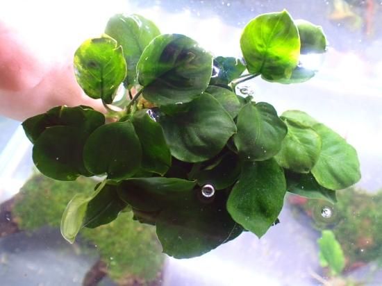 アヌビアス ナナ シックリーフ