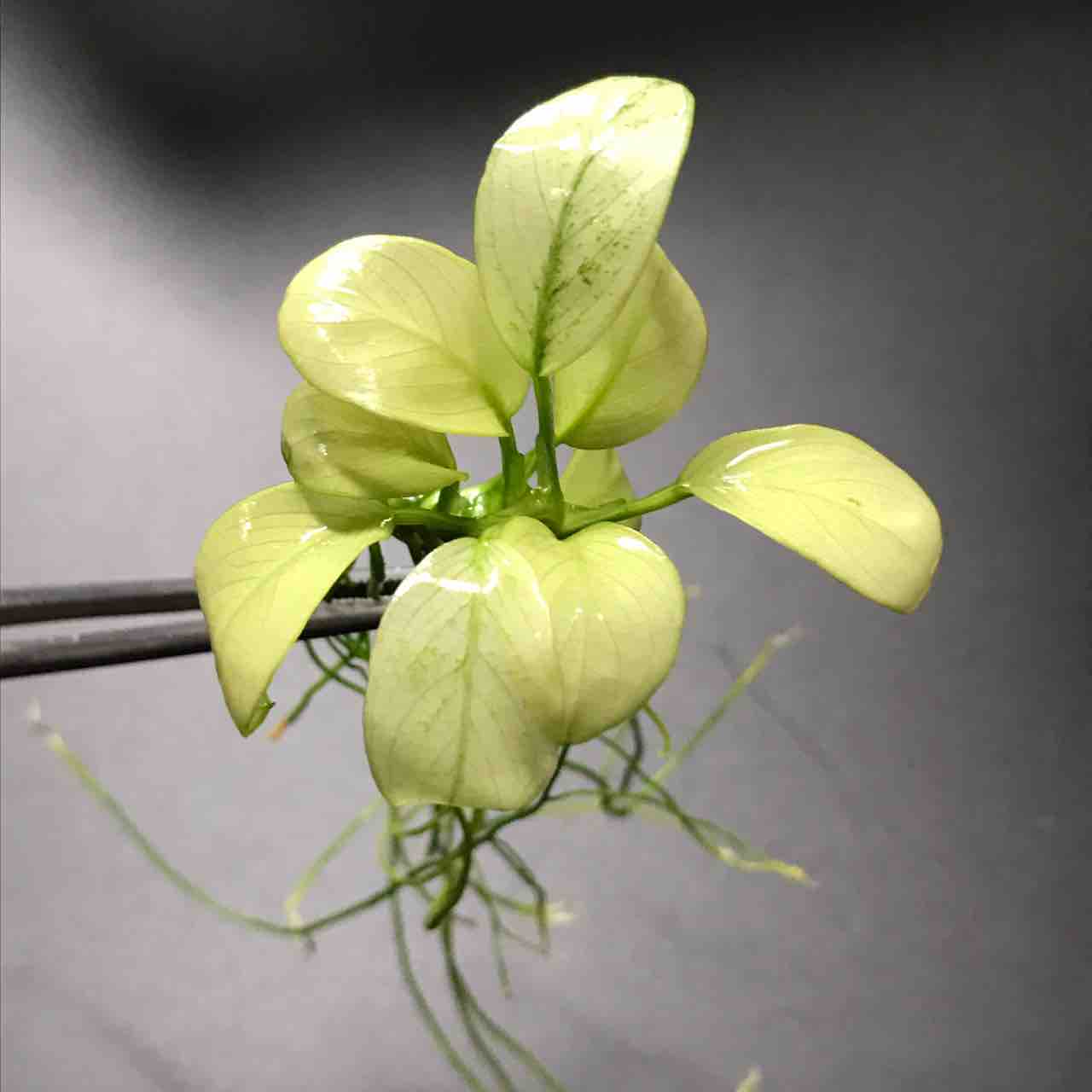 アヌビアス ナナ ダークムーン