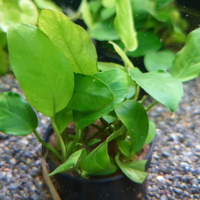 アヌビアス ナナ パクシン コンパクト