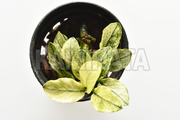 アヌビアス ナナ ピント